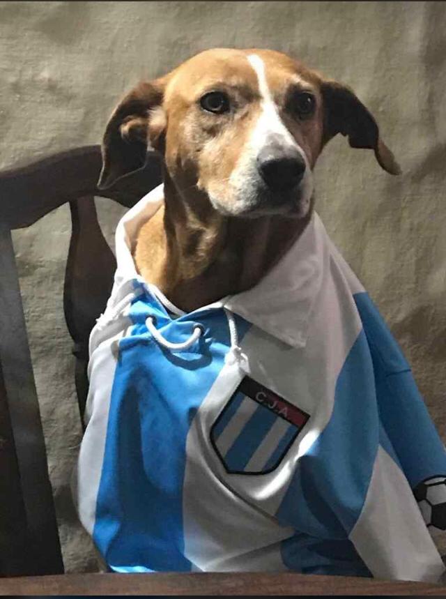 Gala campeón interligas